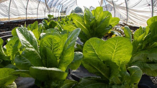 Québec investit 3 millions de dollars pour dynamiser l'agriculture de proximité et l'autonomie alimentaire régionale 
