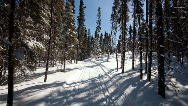 Consultation du MRNF sur les interventions forestières prévues en 2026 dans le Nord-du-Québec  
