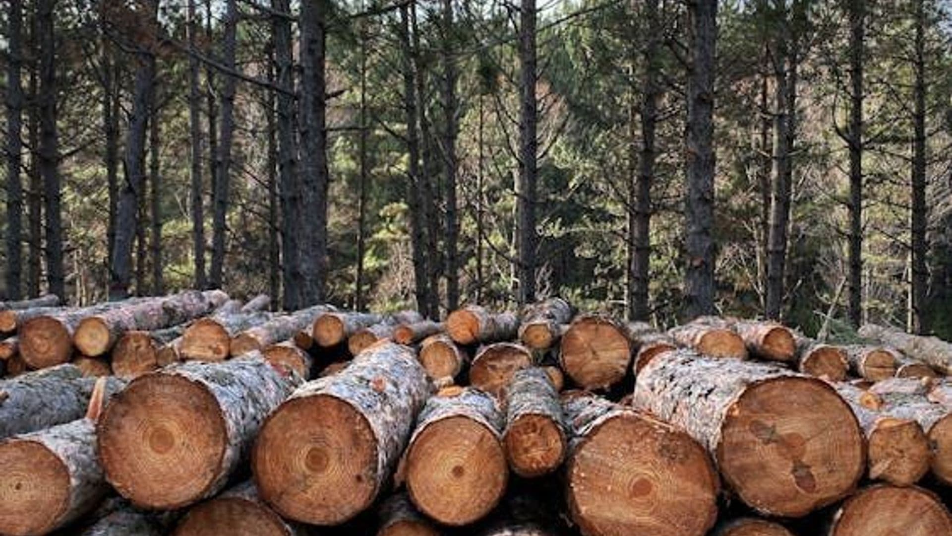 Sylvie Bérubé engage la circonscription d’Abitibi-Baie-James-Nunavik-Eeyou dans un débat sur les tarifs douaniers sur le bois d'œuvre canadien 