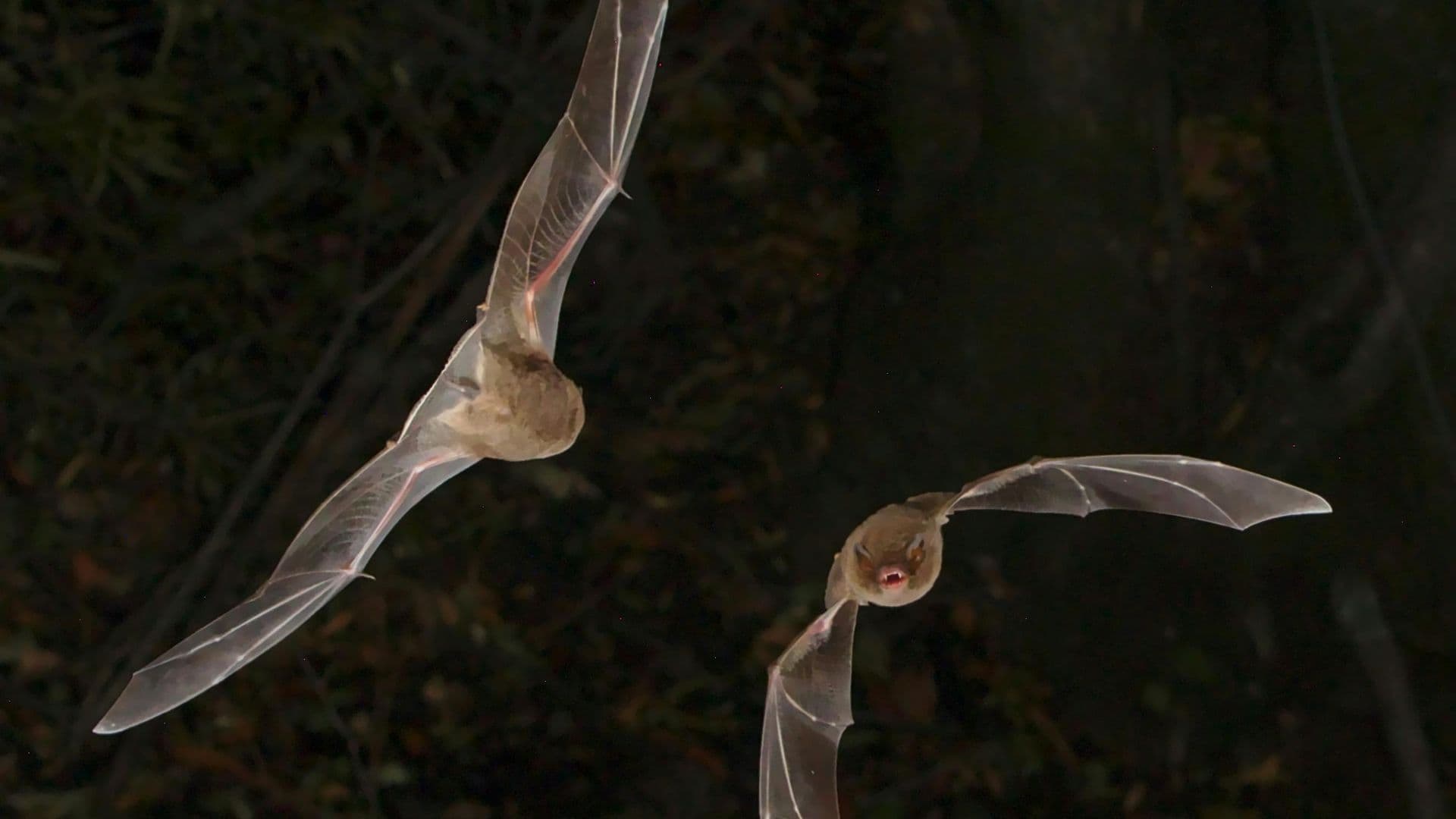 FaunENord part à la rencontre des citoyens pour mieux faire connaître les chauves-souris