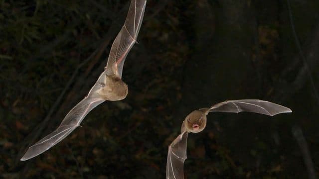 FaunENord part à la rencontre des citoyens pour mieux faire connaître les chauves-souris