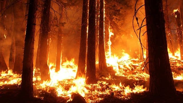 Feux de forêt : la SOPFEU adapte ses opérations en zone nordique face aux dizaines d’incendies