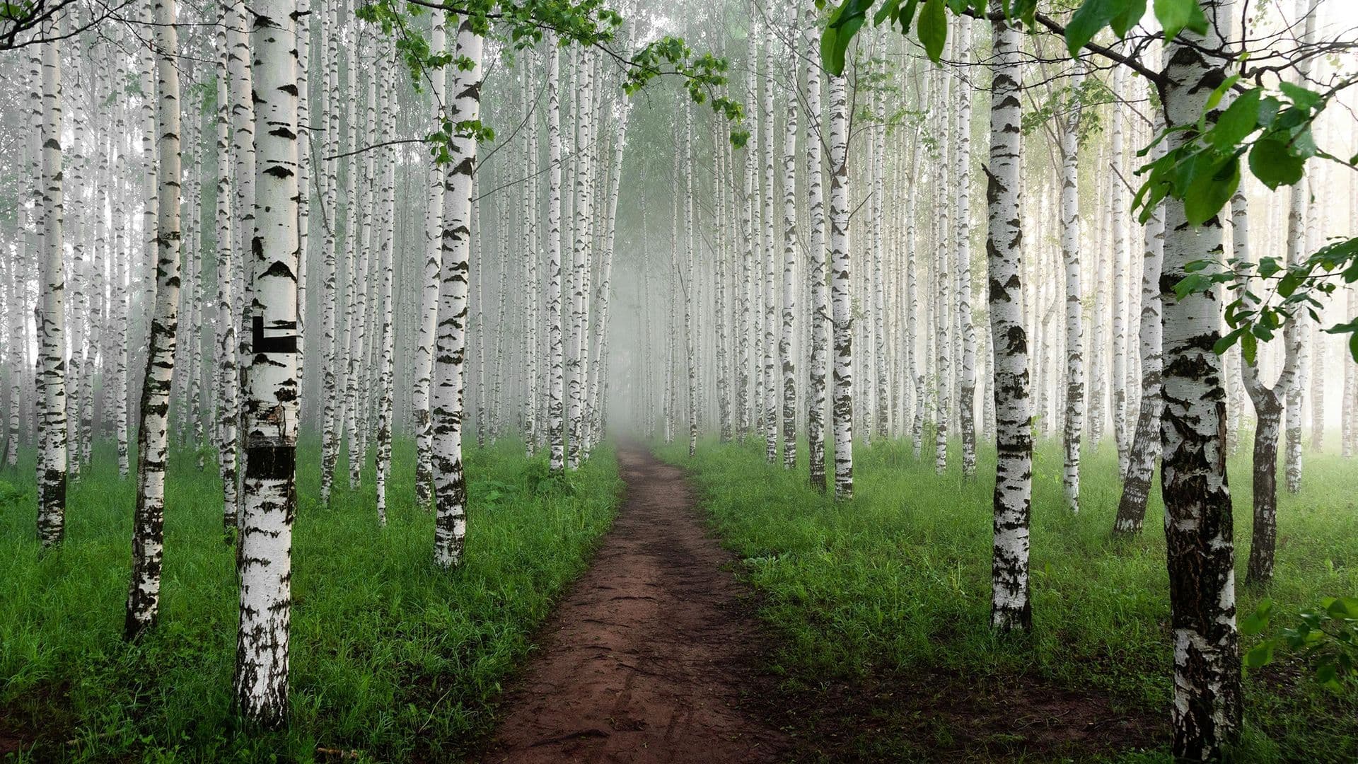 La municipalité demande aux citoyens et aux usagers des sentiers de préserver ces jeunes pousses afin d’assurer la réussite du projet.