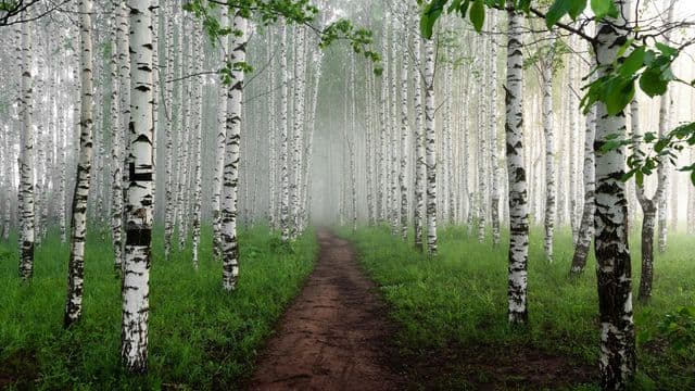 Chibougamau met en terre 18 500 bouleaux pour renforcer sa protection contre les feux de forêt