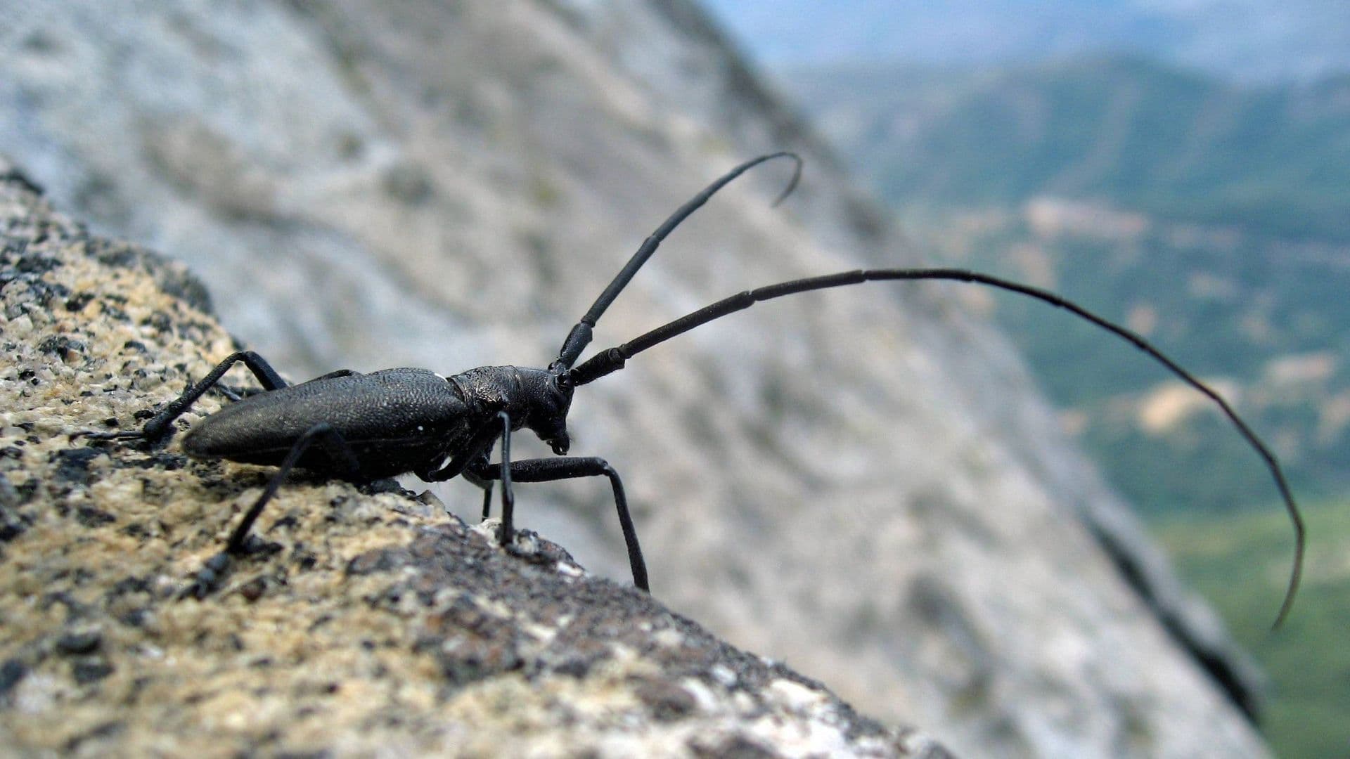 Cet insecte, bien qu'envahissant, est bénéfique pour l’écosystème nord-québécois et sa présence devrait bientôt diminuer dans la région.