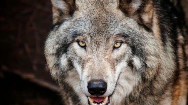 Matagami : Appel à la vigilance après l'apparition confirmée de loups