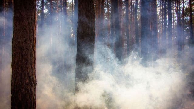 Feux de forêt de 2023 : Nada Conseils s'apprête à livrer ses premiers constats économiques et sociaux