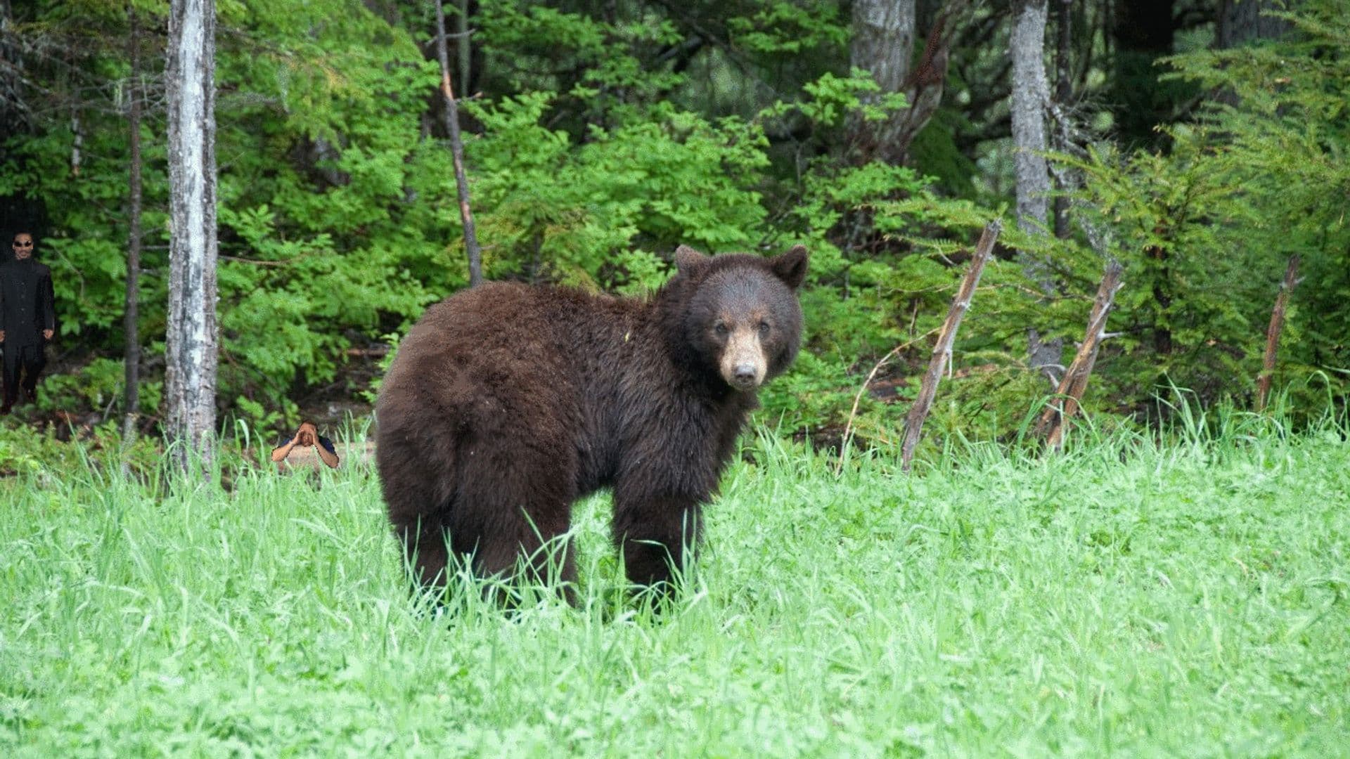 Un ours aperçu à Lebel-sur-Quévillon : la Ville appelle ses citoyens à la plus grande vigilance