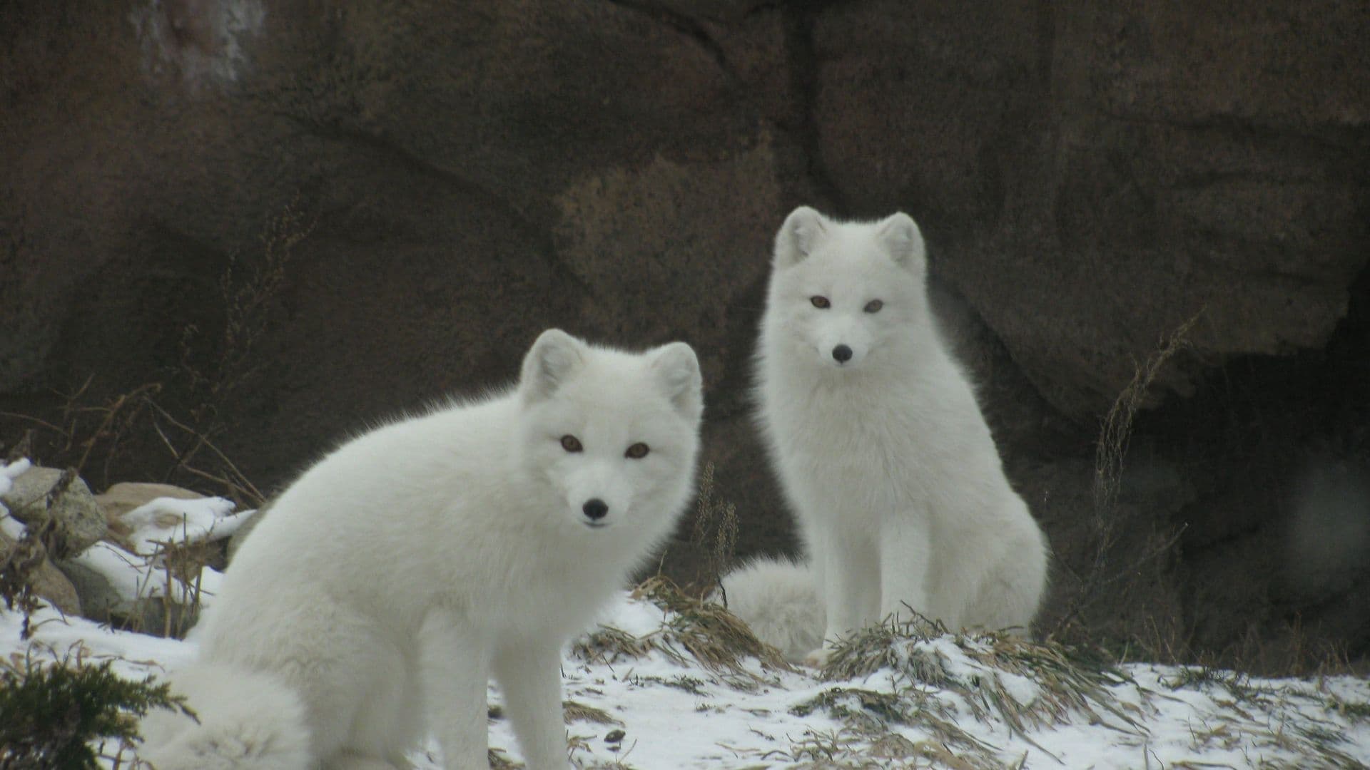 Alerte à la prolifération des renards arctiques en milieu nordique