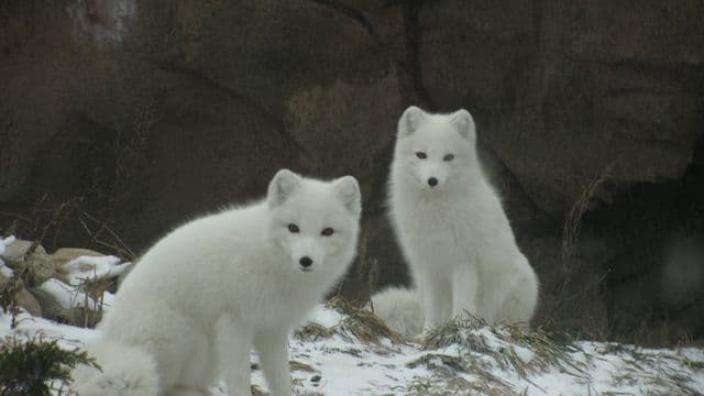 Alerte à la prolifération des renards arctiques en milieu nordique