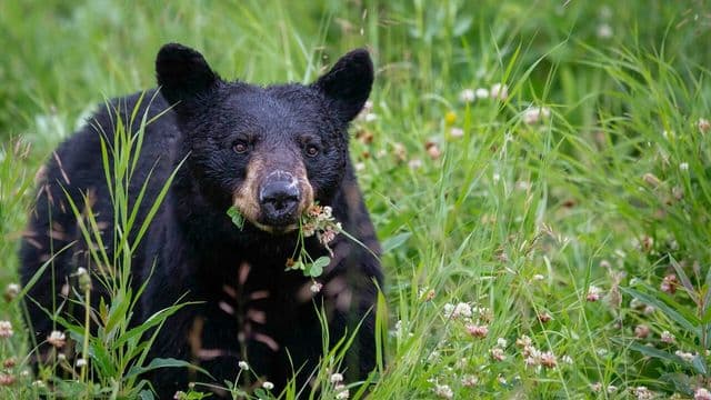 Bilan 2025 de la chasse à l’ours dans le Nord‑du‑Québec : une récolte forte, une population stable 