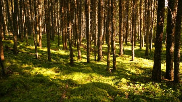 Travaux d’inventaire forestier sans coupe d’arbres au Nord‑du‑Québec  
