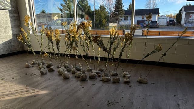 Vert tendre sur fond noir : une tournée artistique à la Baie-James sur la résilience après les feux de forêt