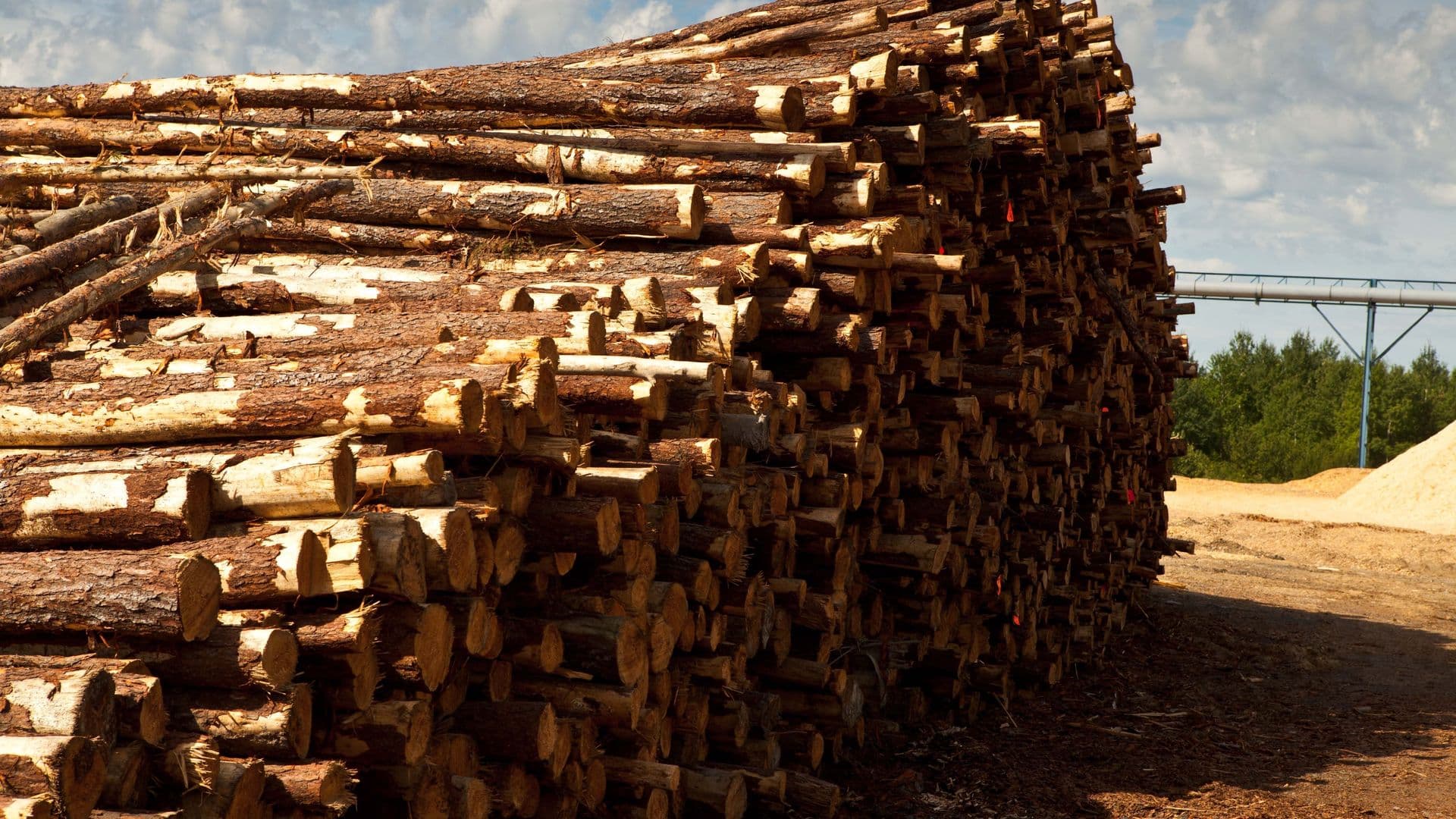 Industrie forestière