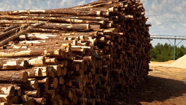 Réforme forestière abandonnée : l’opposition dénonce un échec coûteux et appelle à une refonte concertée 