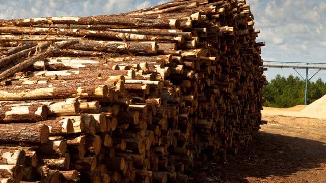 Crise forestière : Québec promet des mesures pour stabiliser l’industrie, un enjeu pour la Baie‑James 