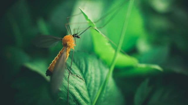 Saison estivale : vigilance accrue contre les piqûres d’insectes 