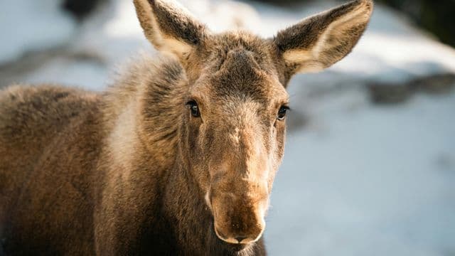 Collisions fauniques : le ministère rappelle les bons réflexes aux automobilistes du Nord 