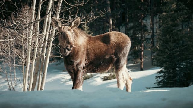 Bilan 2025 de la chasse à l’orignal dans le Nord‑du‑Québec : stabilité en zone 16, récolte modeste en zone 22 et attentes élevées pour la zone 17 