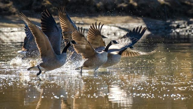 Soutien de 6 M$ au leadership cri en biodiversité dans l'Eeyou Istchee Baie-James 
