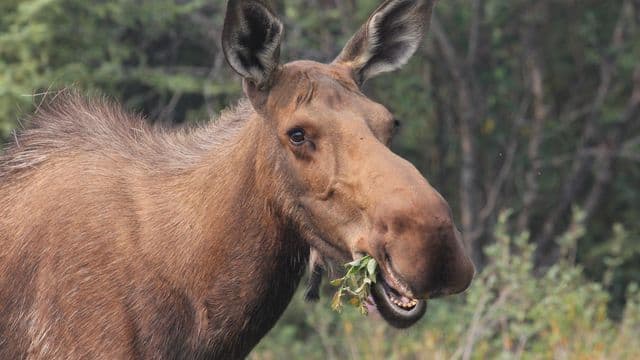 La population d’orignaux a presque doublé en quatre ans dans la zone 17, selon le ministère de l’Environnement