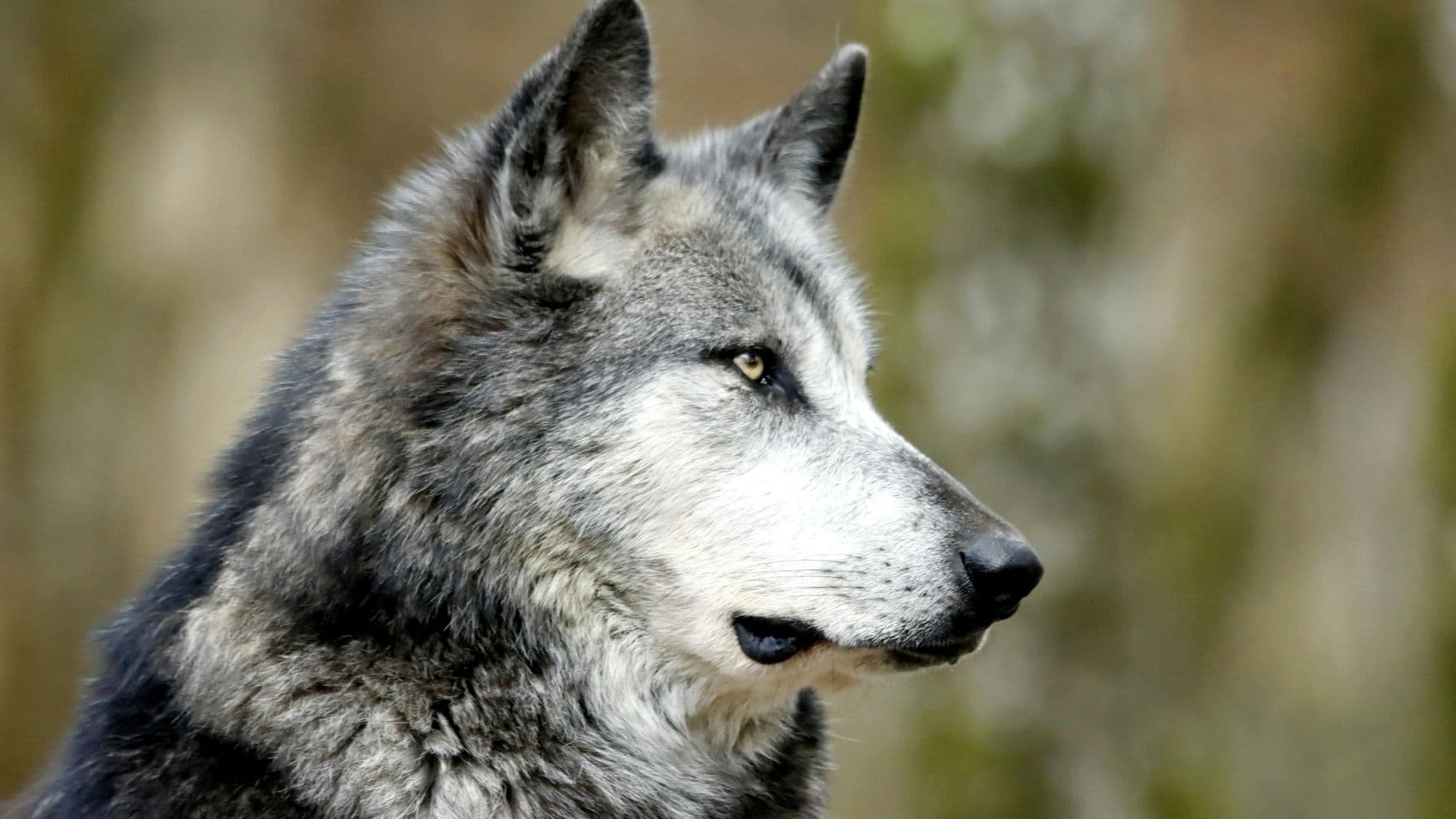 Lebel-sur-Quévillon appelle à la vigilance après plusieurs signalements de loups gris 