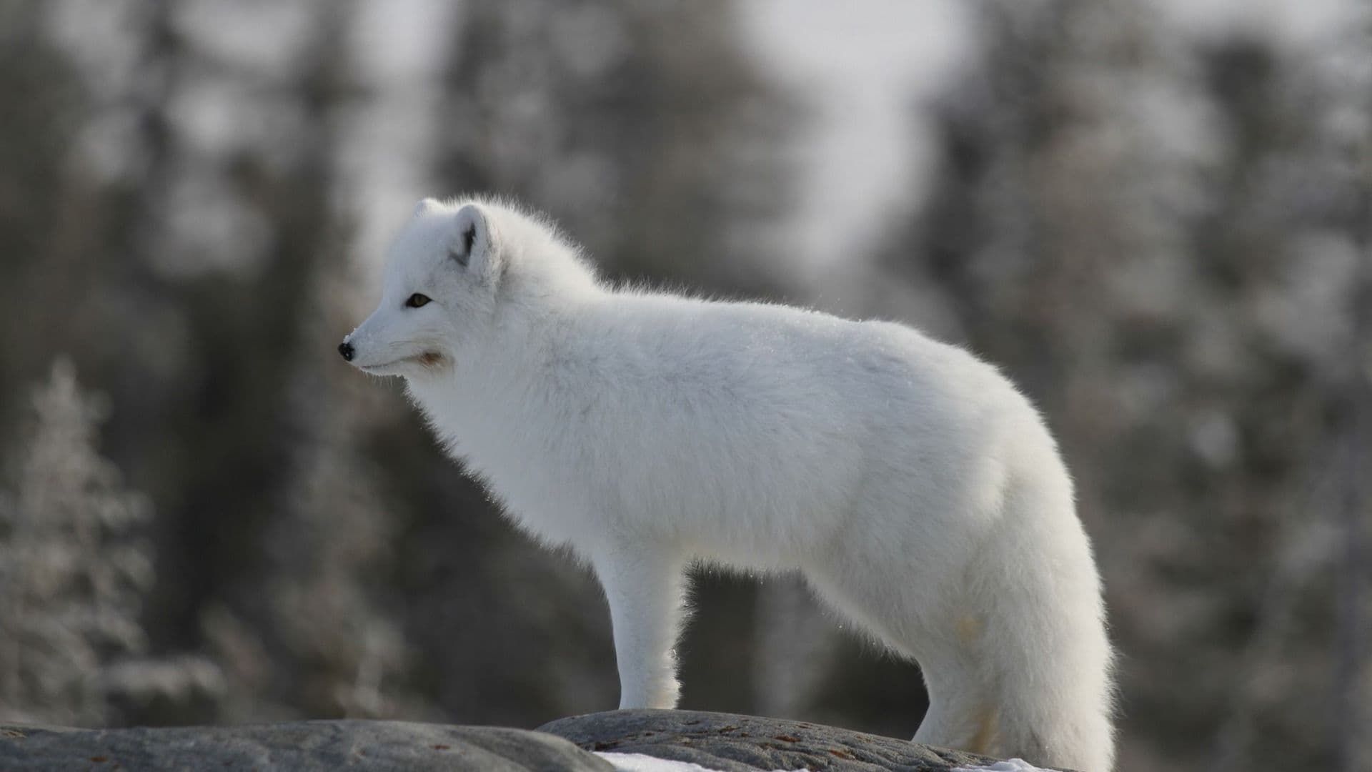 Les autorités appellent à vacciner les animaux domestiques et limiter les déchets extérieurs pour éviter d'attirer ces prédateurs opportunistes.