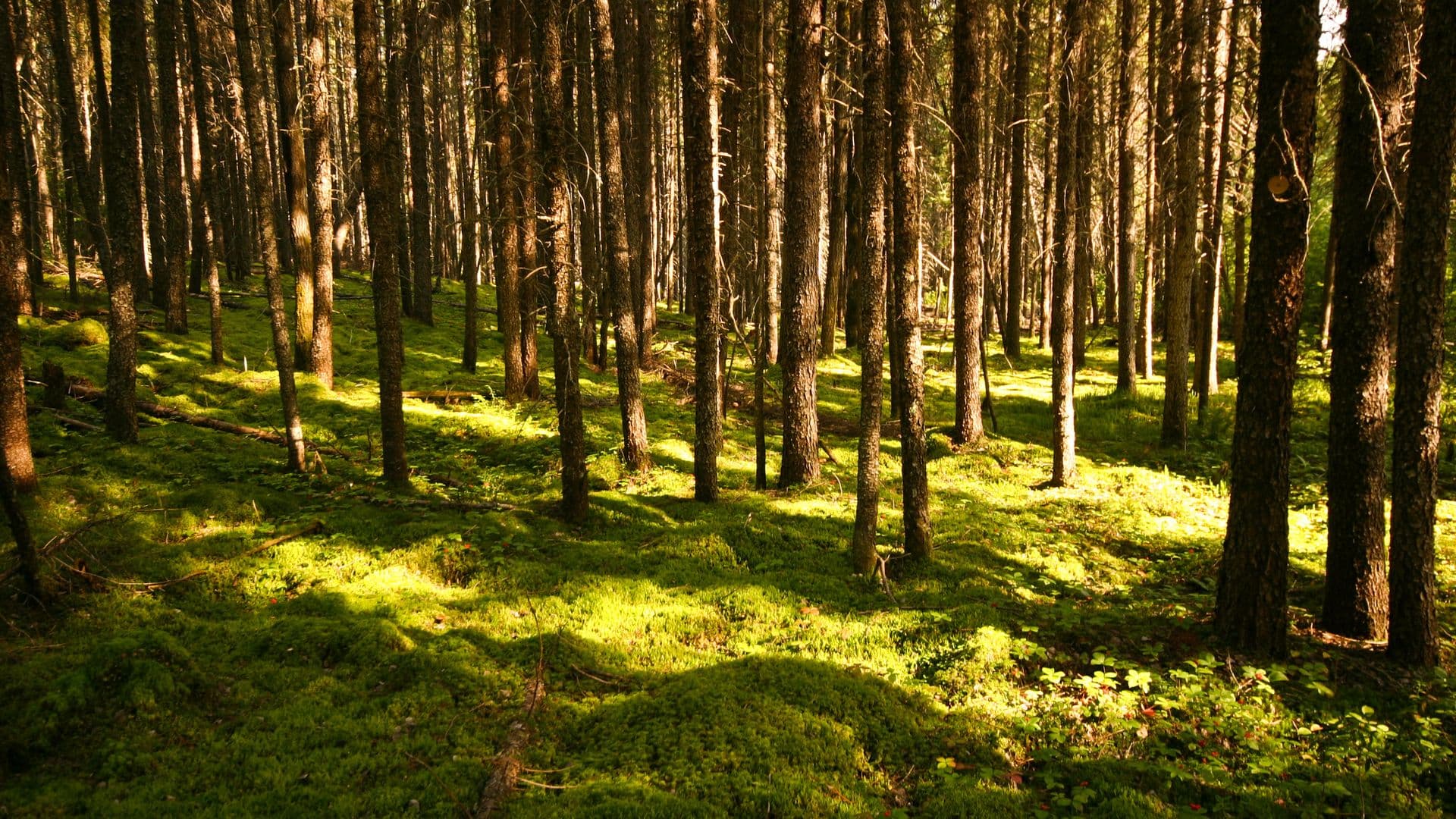 Forêts à Matagami
