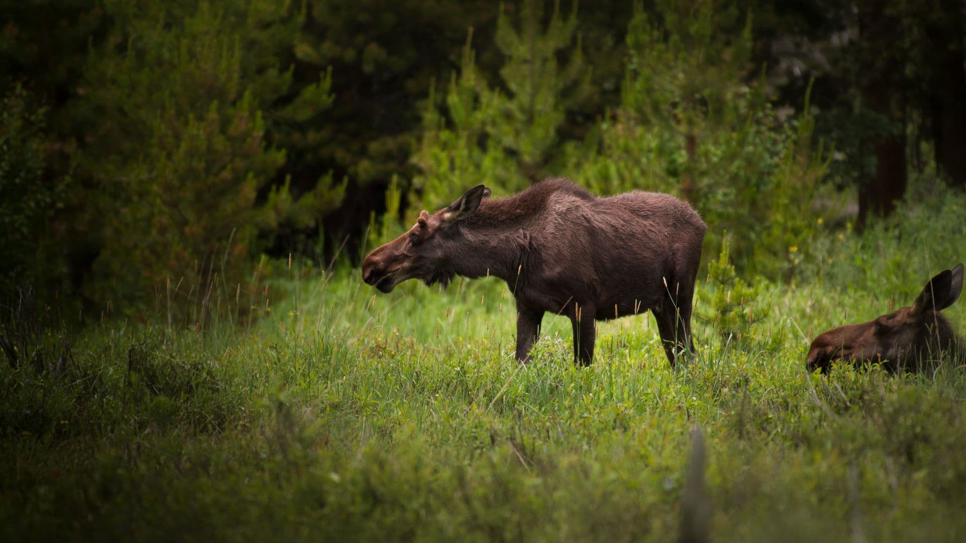 Le succès de chasse à l’orignal a connu une forte hausse en 2024 dans le Nord-du-Québec